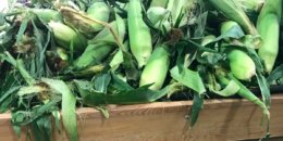 Fresh Sweet Corn on the Cob  Only $0.40  at ShopRite!
