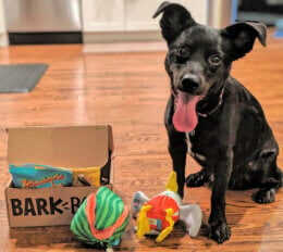 HOT! FREE Ancestry Dog DNA Test with BarkBox Purchase!