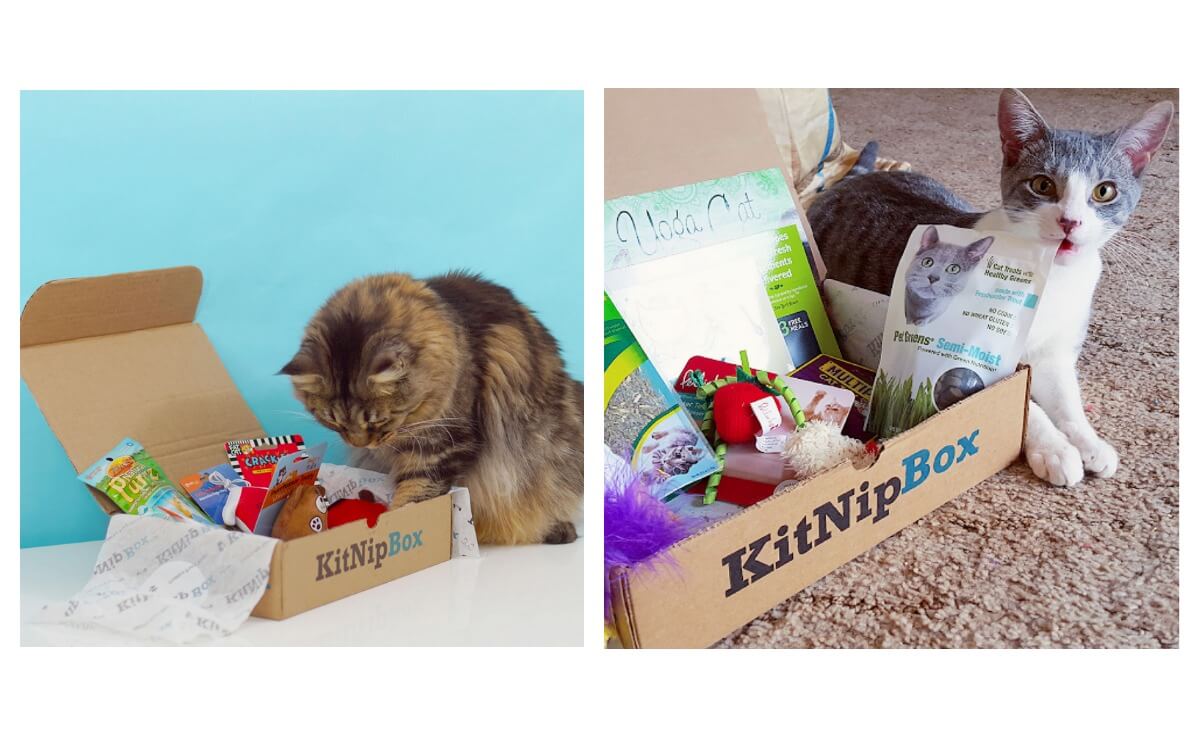 KitNipBox – Monthly Cat Subscription Box – Half Price! | Living Rich ...