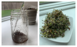 How I Easily Made my Own Broccoli Sprouts | Sprouts in a Jar
