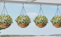50% off 4 pack 10in Hanging Planters on Amazon | $5 each