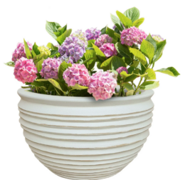 WOW! Big Price Drops on Plots & Planters at Walmart!