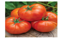 Red Ripe Jersey Tomatoes Just $1.99 per pound at ShopRite!